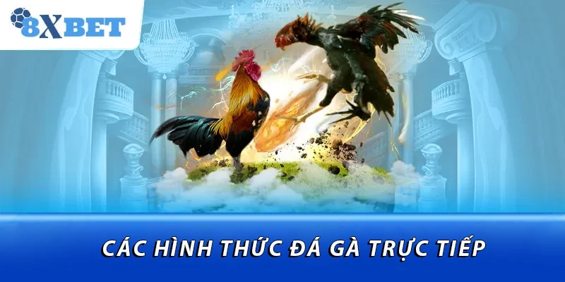 Các hình thức đá gà trực tiếp